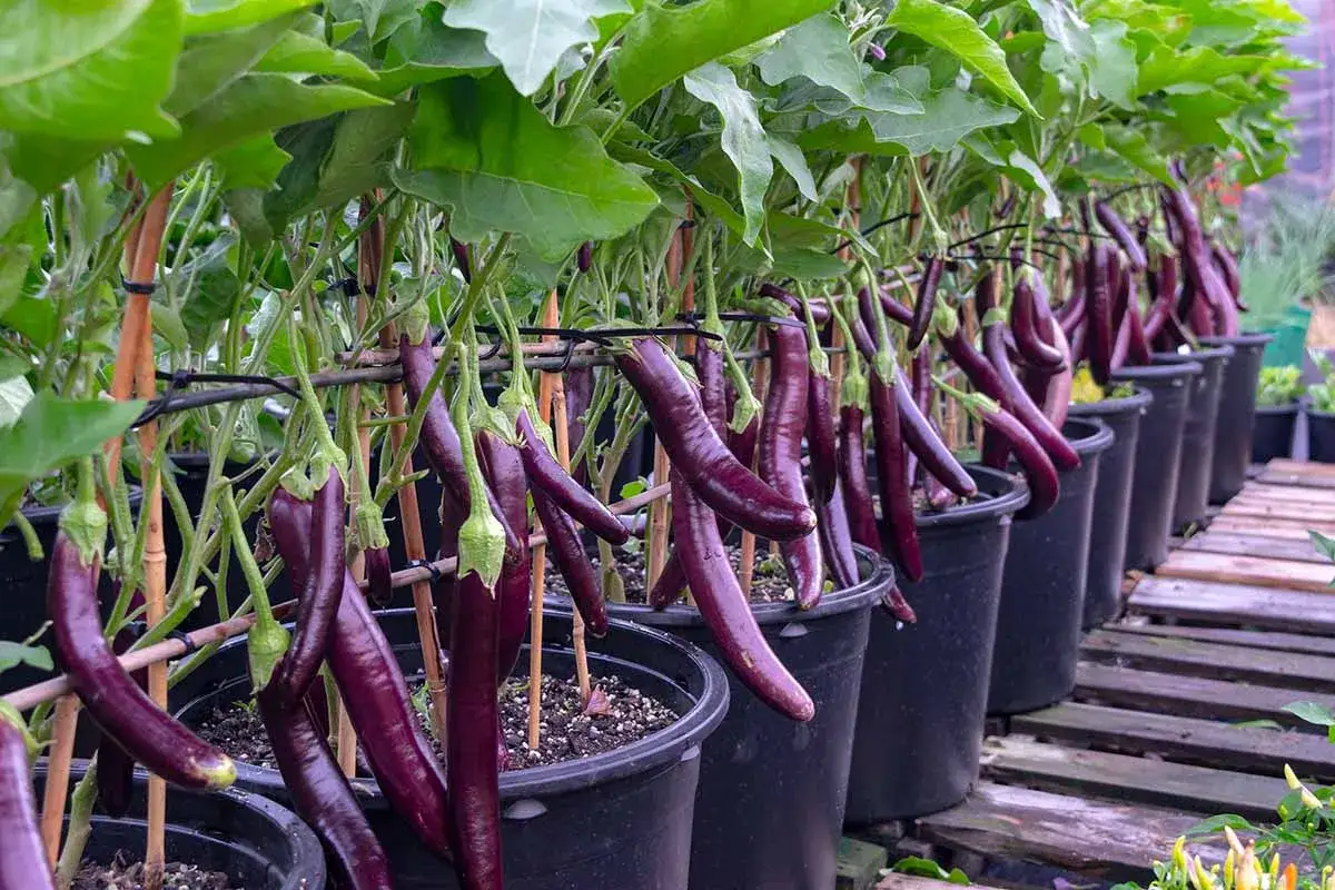 Lignes de plants d'aubergines longues et violettes, soutenues par des tuteurs, dans des pots noirs. La distance de plantation est optimisée pour une récolte abondante.