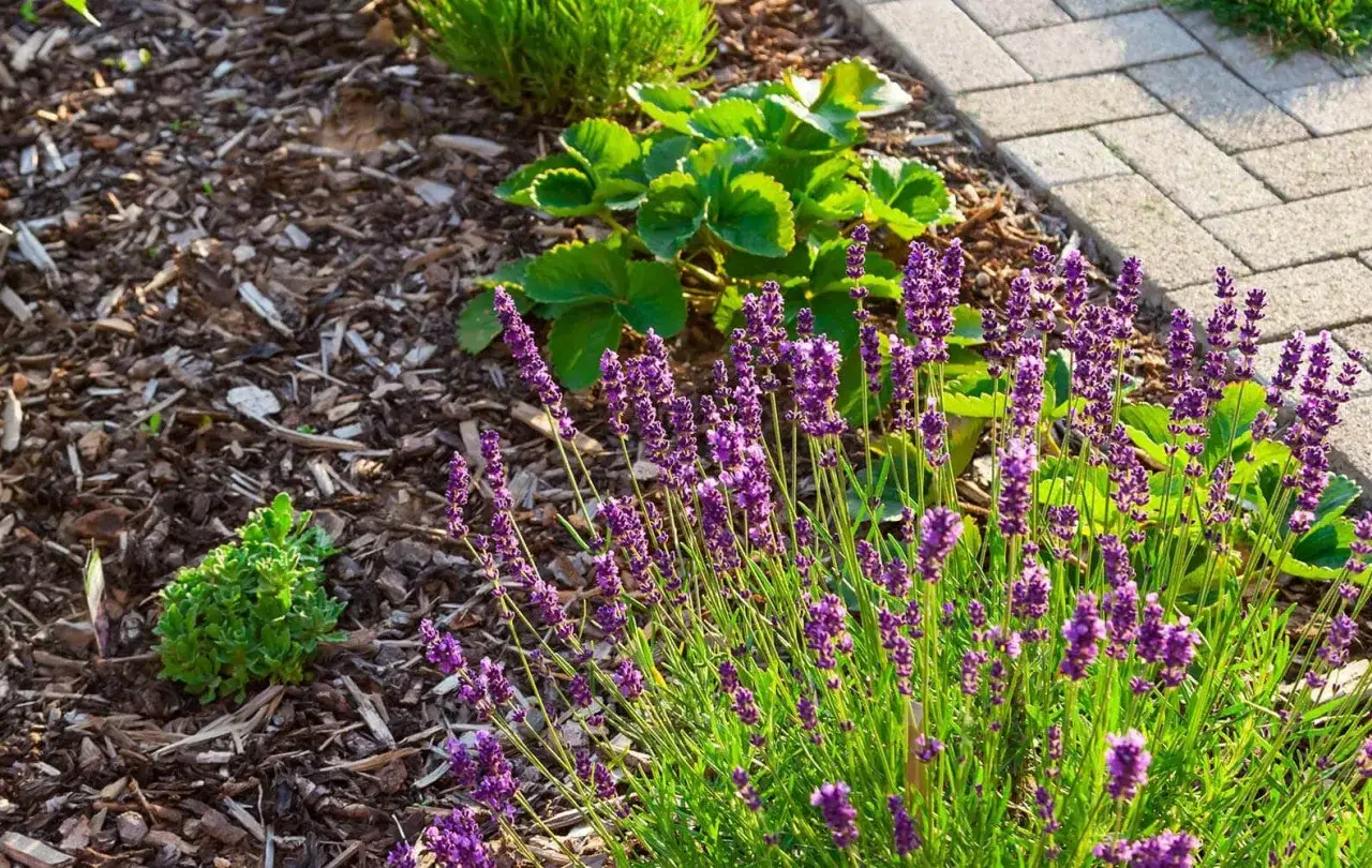 Lavendel und Erdbeerpflanzen auf Rindenmulch-Beet. Tolle Rindenmulch Garten Ideen f&uuml;r ein naturnahes Ambiente.