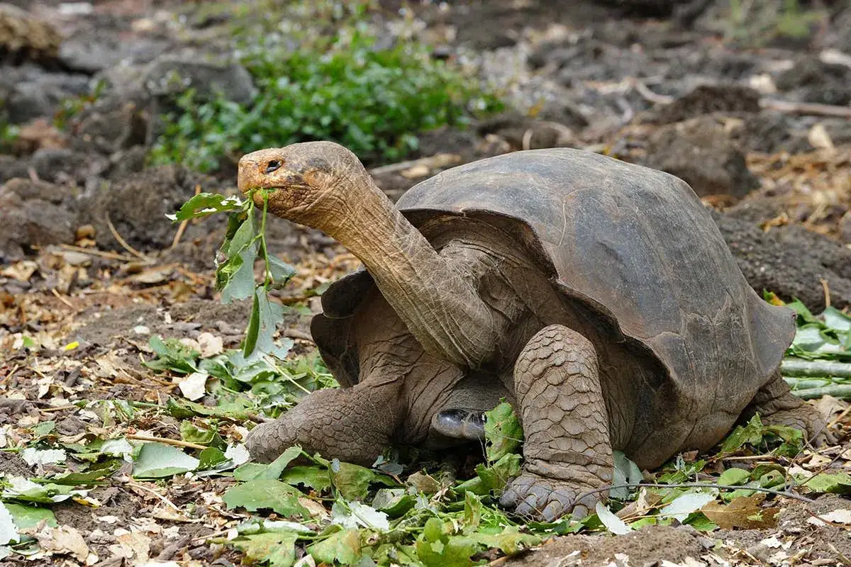Tortuga gigante de Gal&aacute;pagos comiendo hojas. Estos animales son longevos, &iquest;cuanto vive un galapago? &iexcl;Much&iacute;simo!