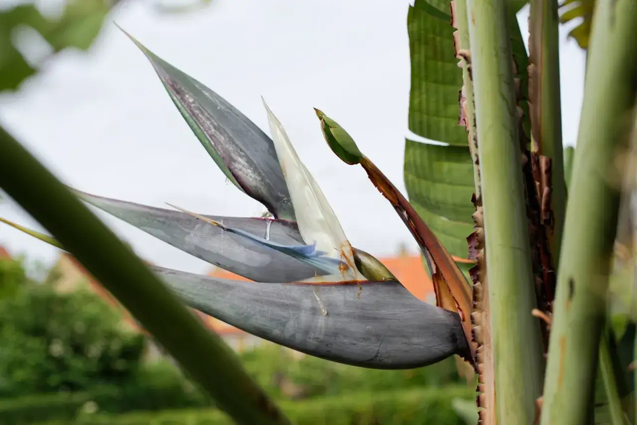 En Strelitzia Nicolai, &auml;ven kallad paradisf&aring;gelblomma, med sina gr&aring;gr&ouml;na blad och vita blommor.