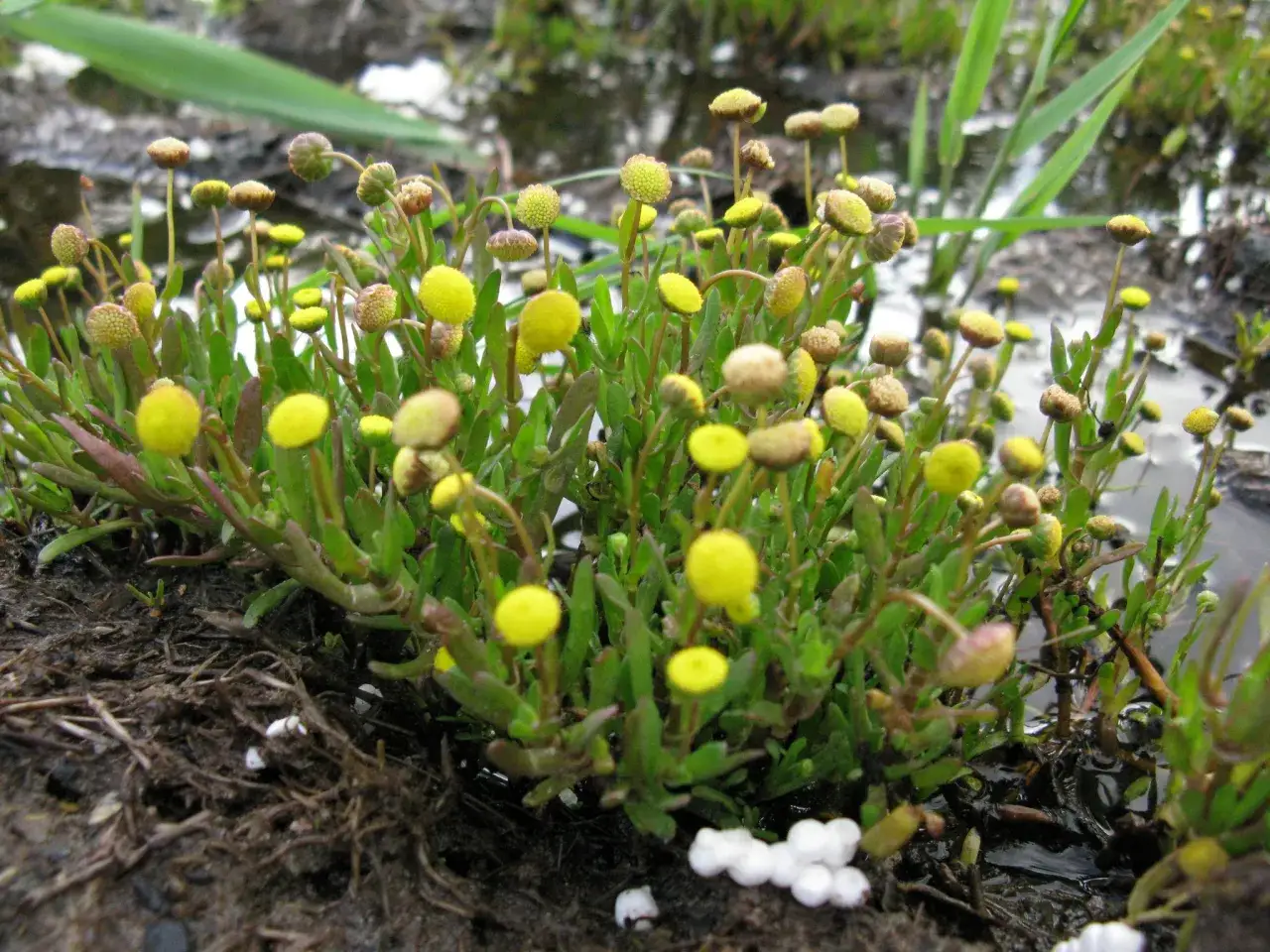 Petites fleurs jaunes, ressemblant à des cotules pied-de-corbeau, poussent dans un sol humide et marécageux, entourées de verdure.