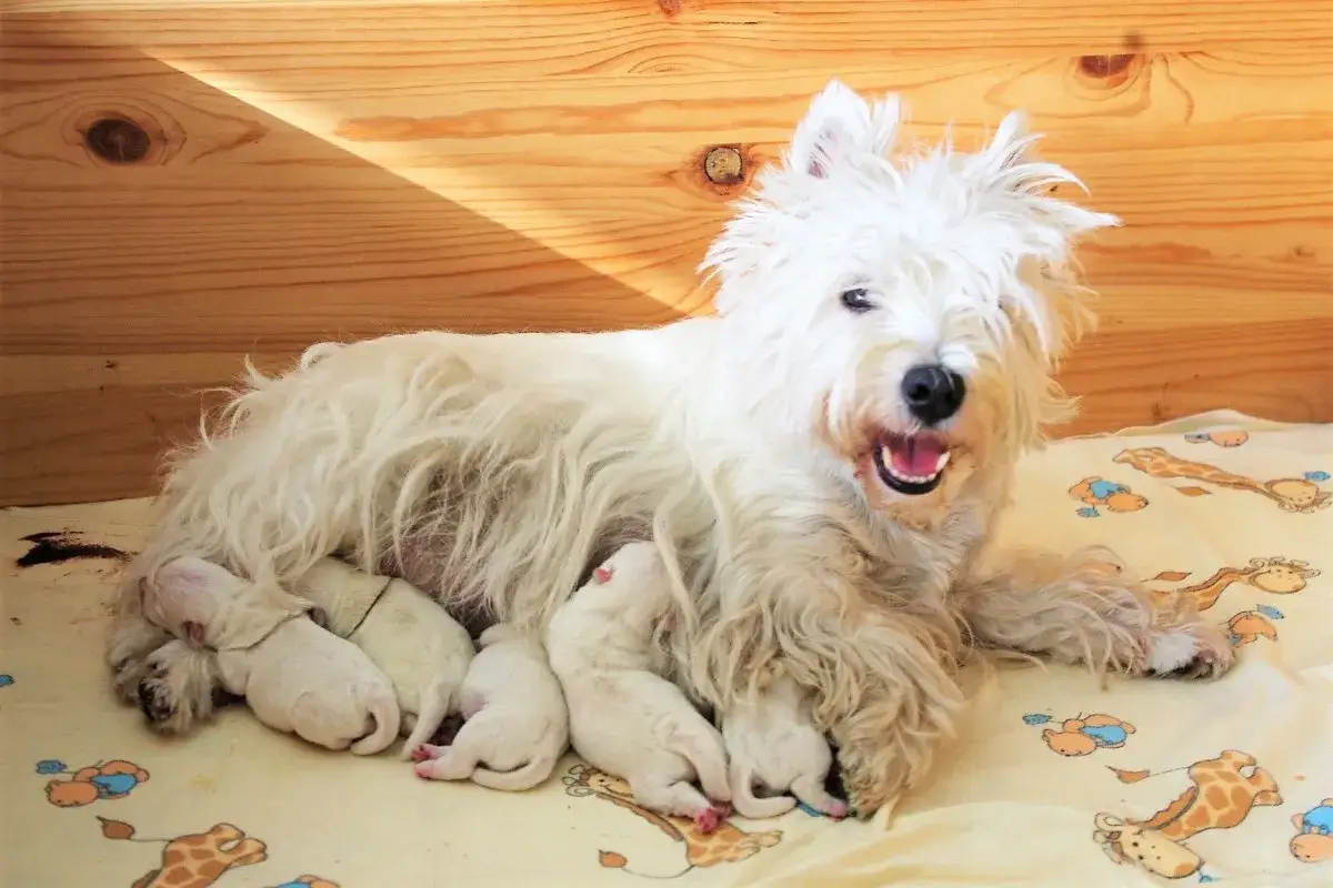 Szczenięta west highland white terrier z mamą. Cena za takiego malucha może być różna, ale widok jest bezcenny.