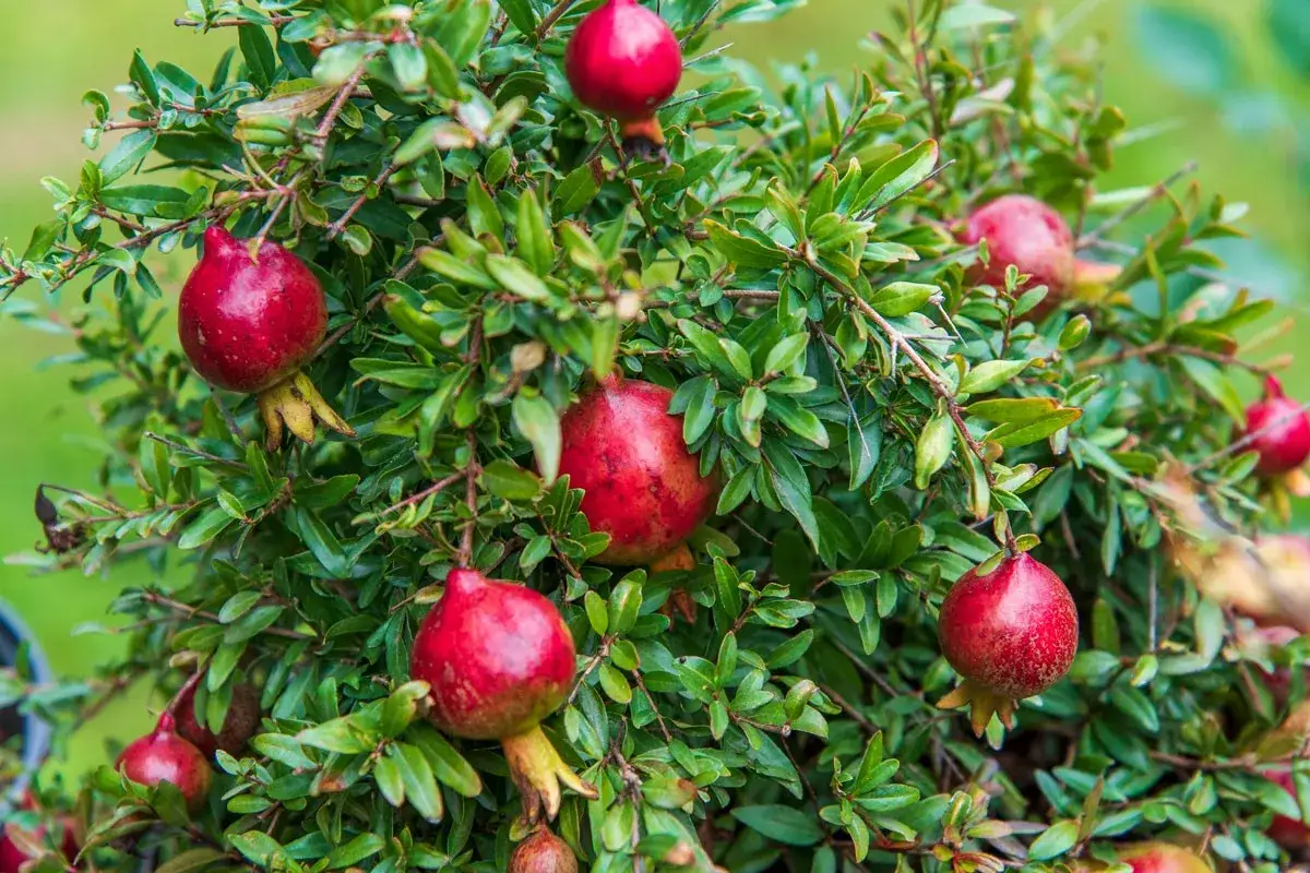 Un arbuste de grenadier taille adulte porte de nombreux fruits rouges vifs, prêts à être récoltés.