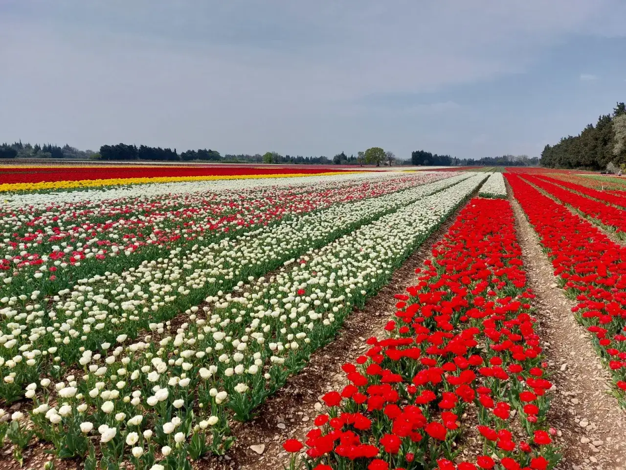 Champ de jonquilles et tulipes aux couleurs vives, s'&eacute;tendant &agrave; perte de vue sous un ciel nuageux.