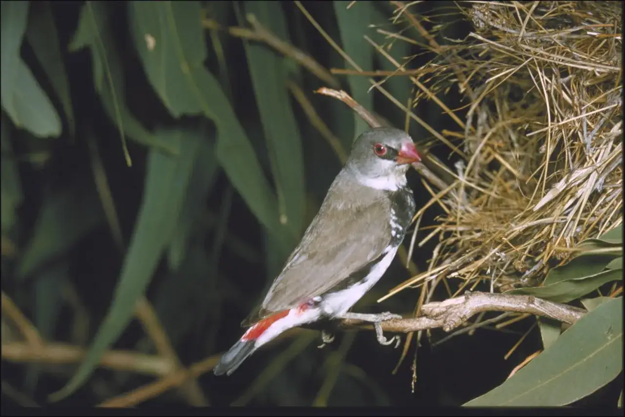 Un uccello diamante, con occhi rossi e becco rosa, si posa su un ramo vicino al suo nido di paglia.