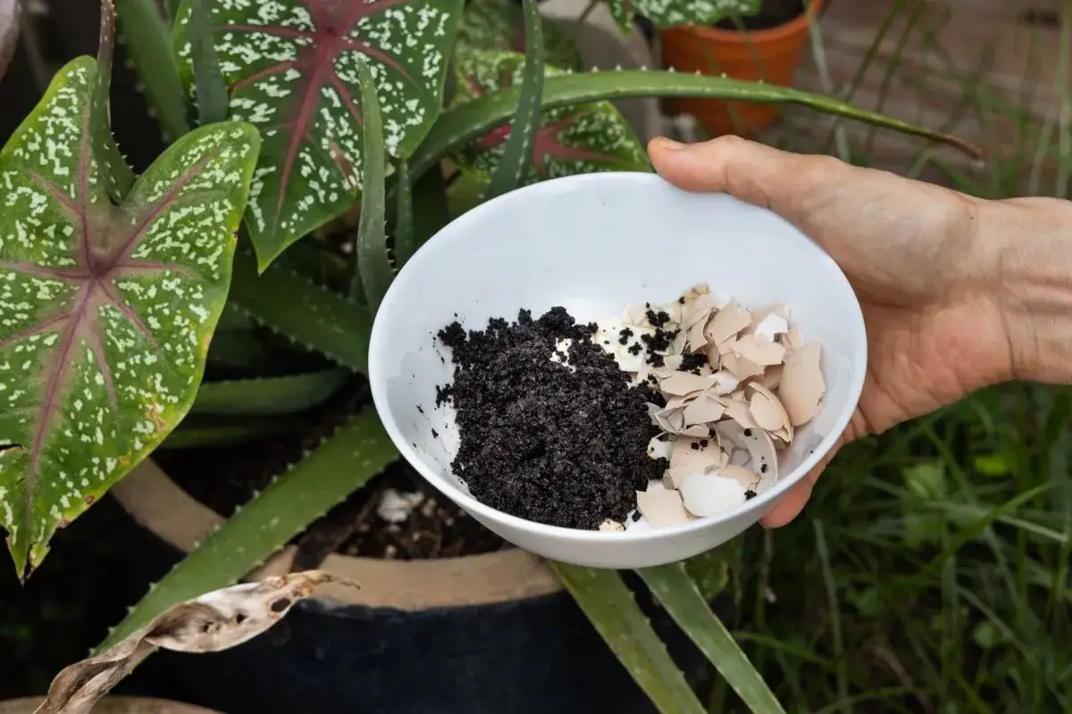 Mano tiene una ciotola con terra e gusci d'uovo, pronti per nutrire le piante e favorire il loro terra bloom.