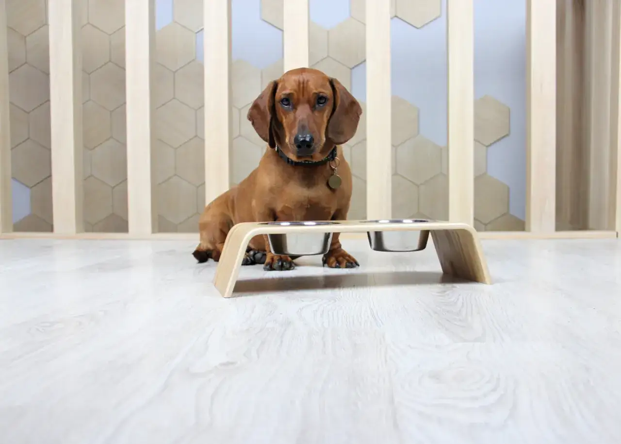 Dachshund marr&oacute;n sentado junto a un comedero personalizado de madera con dos cuencos de acero inoxidable.
