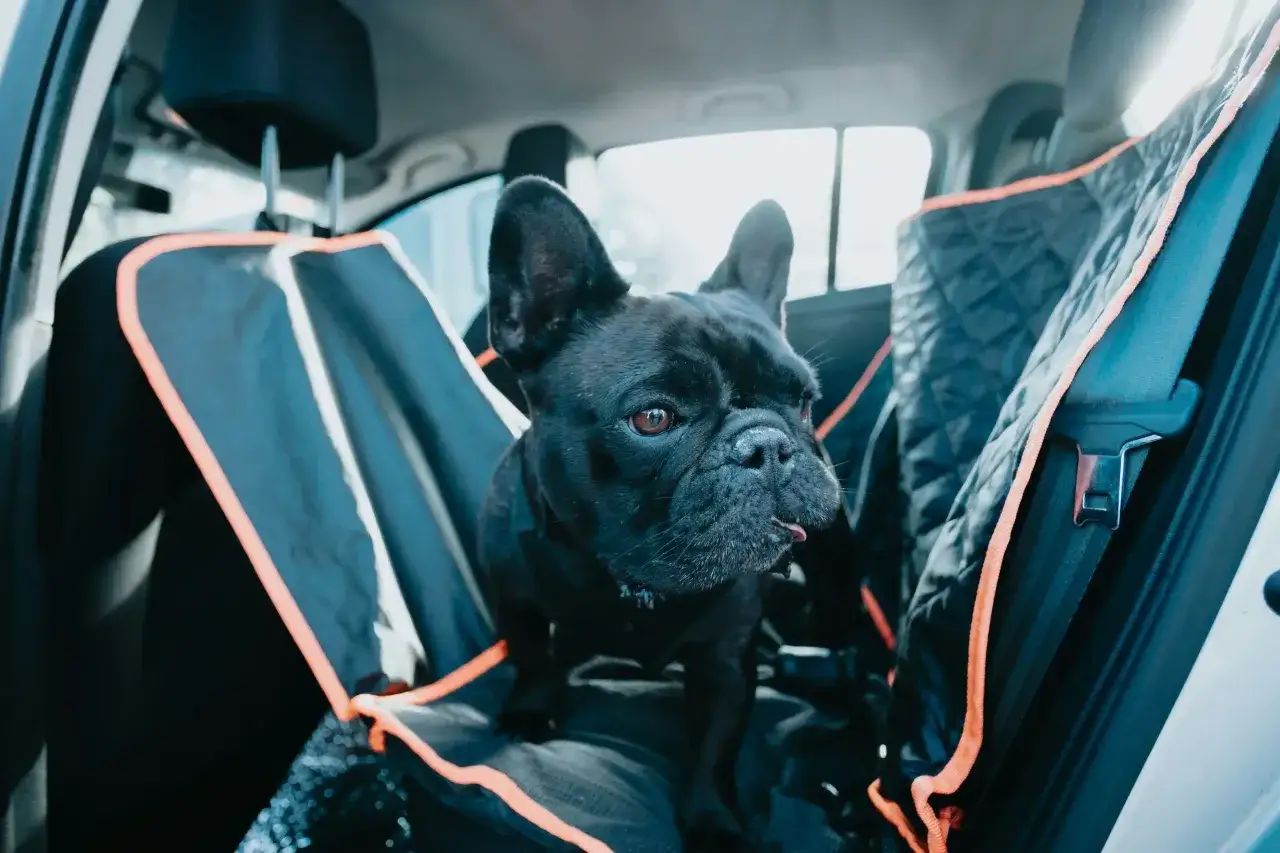 Un bouledogue fran&ccedil;ais noir est assis sur une housse de si&egrave;ge de voiture. Il est pr&ecirc;t pour son premier voyage, &agrave; quel &acirc;ge un chiot peut voyager en voiture ?