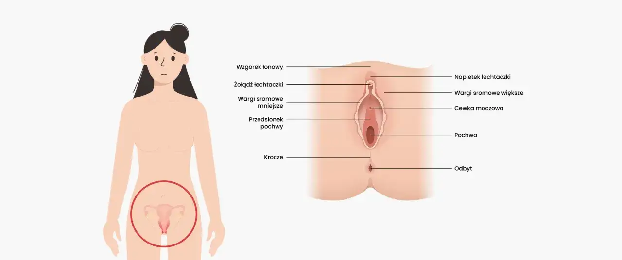 Anatomia kobiecych narządów płciowych, wyjaśniająca, dlaczego nie mam orgazmu. Widok zewnętrznych narządów płciowych z zaznaczonymi elementami: łechtaczka, wargi sromowe, pochwa.