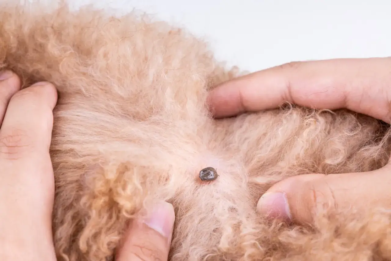 Una zecca grigia è attaccata al pelo di un cane marrone chiaro. Le dita di una persona la tengono ferma per rimuoverla.