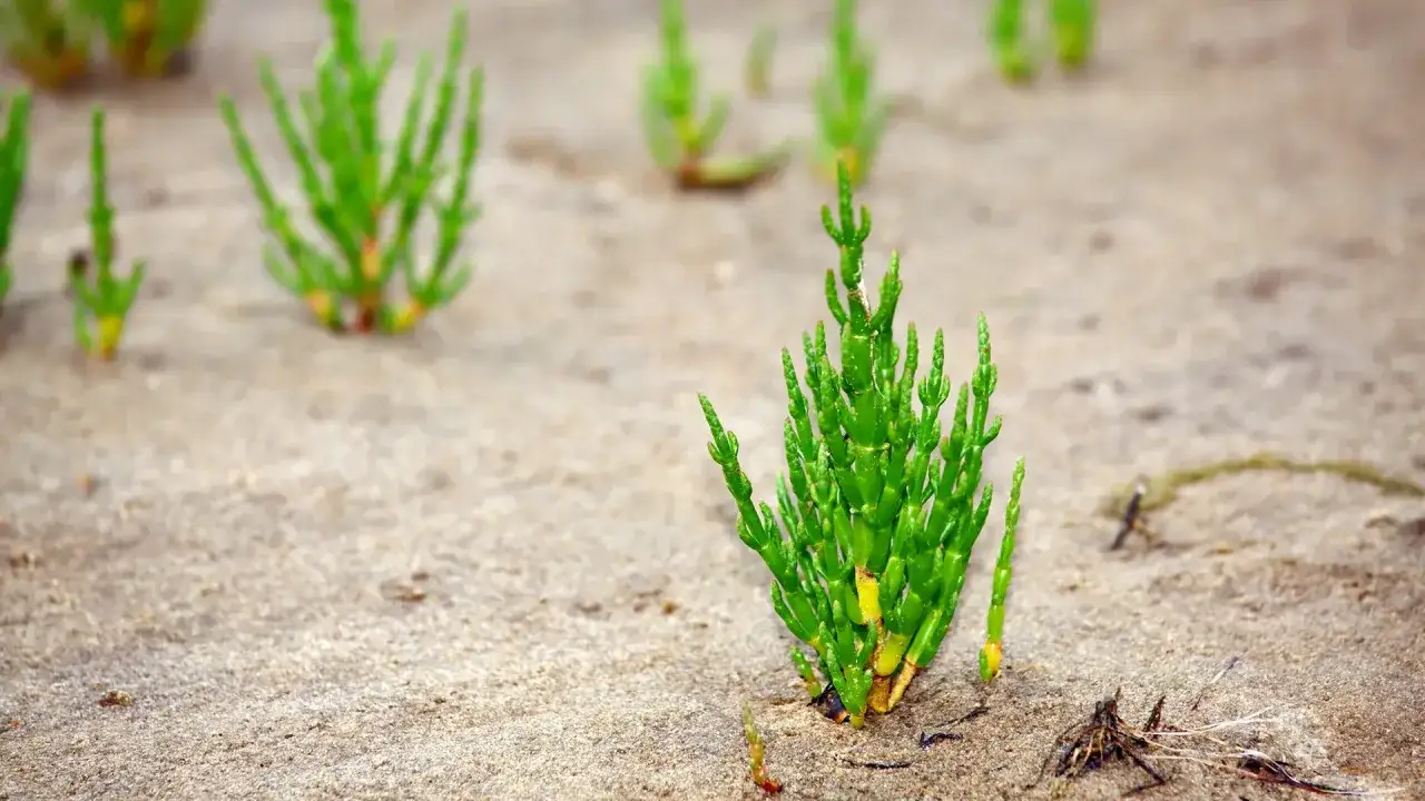 Grüne Queller-Pflanzen wachsen im Sand an der Nordsee.