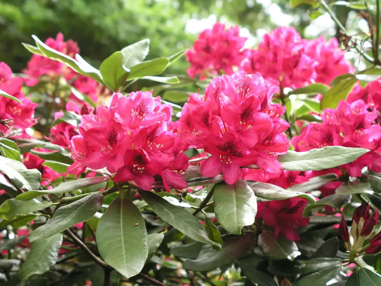Strahlend pinke Rhododendron-Blüten in voller Pracht. Die üppigen Blütenstände und das dunkelgrüne Laub laden zum Träumen ein.