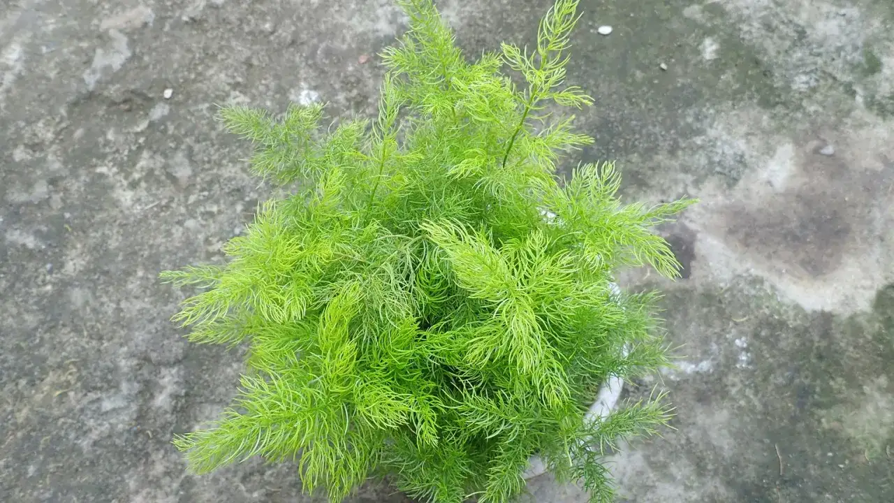 Jasnozielony asparagus pierzasty ż&oacute;łknie, tworząc delikatną, puszystą chmurkę na tle szarego podłoża.