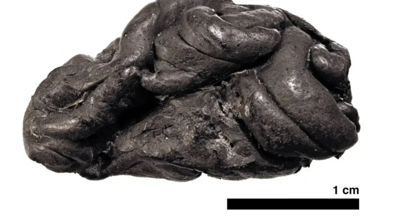Fragmento de alquitrán de abedul, evidencia del origen del chicle. Muestra la textura y el tamaño de 1 cm.