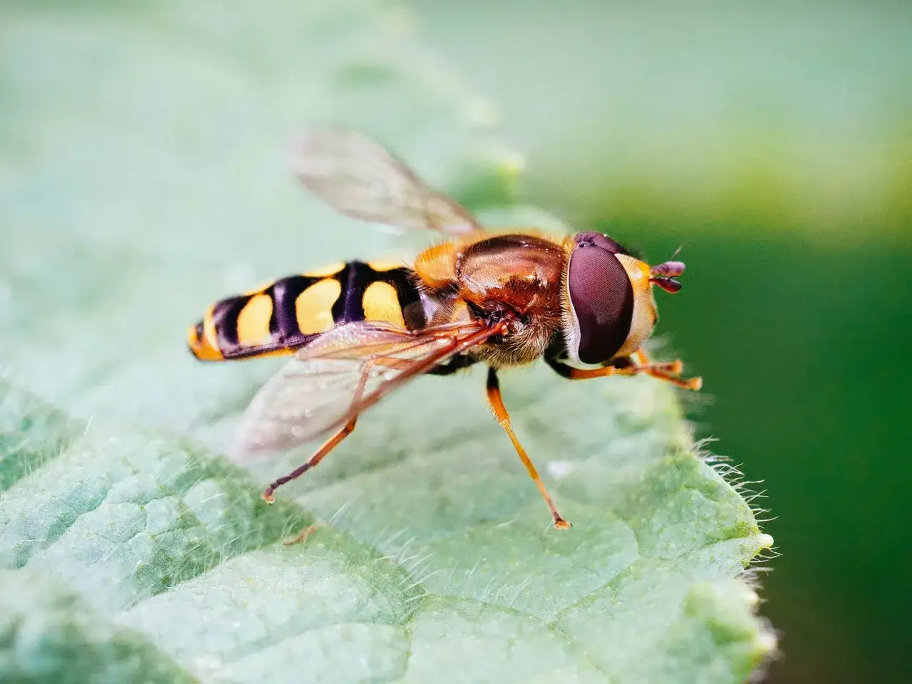 Gros plan d'un syrphe insecte aux yeux pourpres, posé sur une feuille verte texturée.