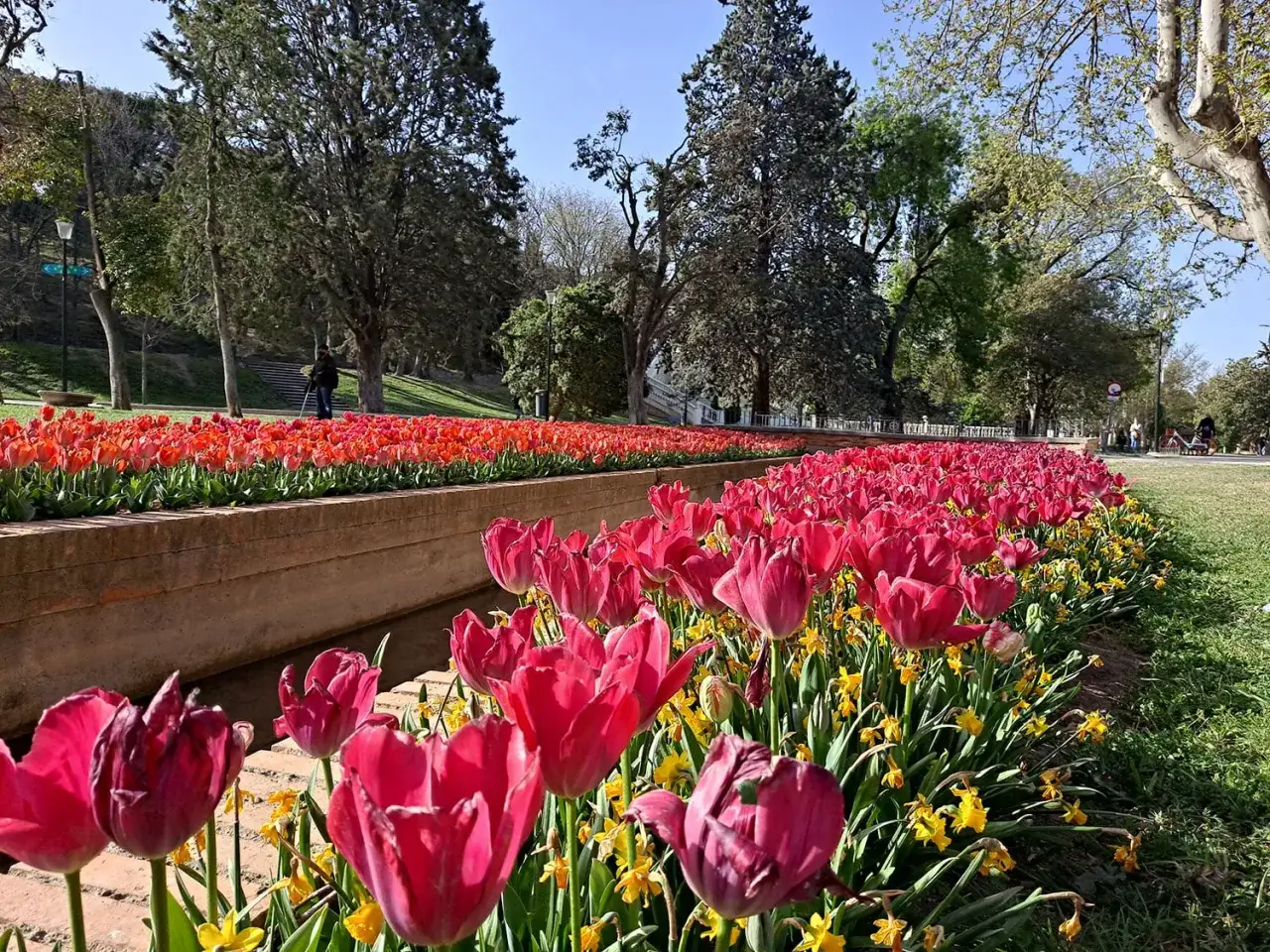 El parque grande Zaragoza florece con miles de tulipanes rojos y rosados, acompañados de narcisos amarillos. Un espectáculo primaveral.