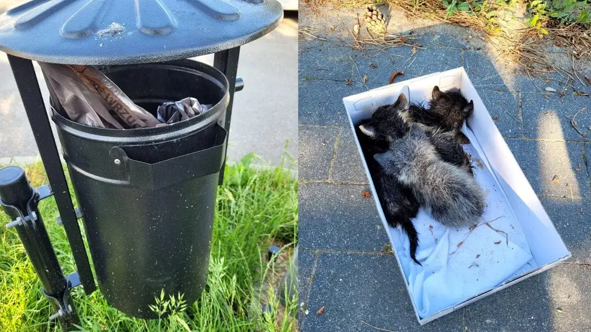 małe kotki znalezione na dworze