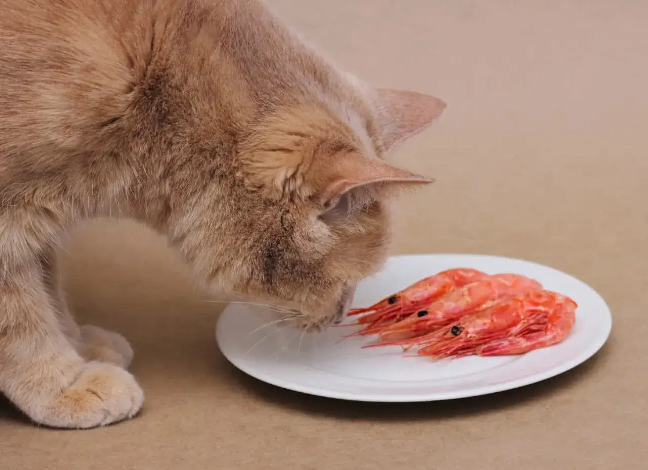 A ginger cat sniffs a plate of cooked shrimp, curious if cats can eat shrimp.