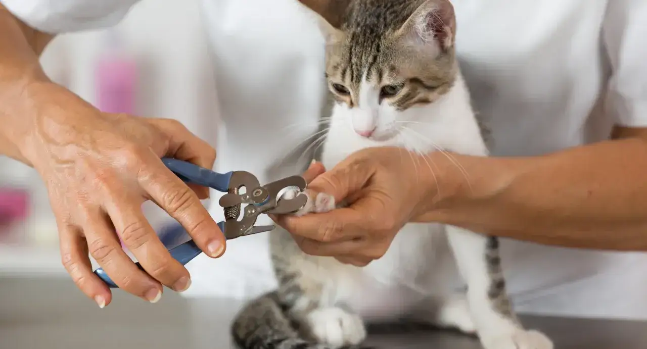 En person klipper f&ouml;rsiktigt en kattunges klor med en klot&aring;ng. Katten ser lugn ut medan dess pulpa klo trimmas.