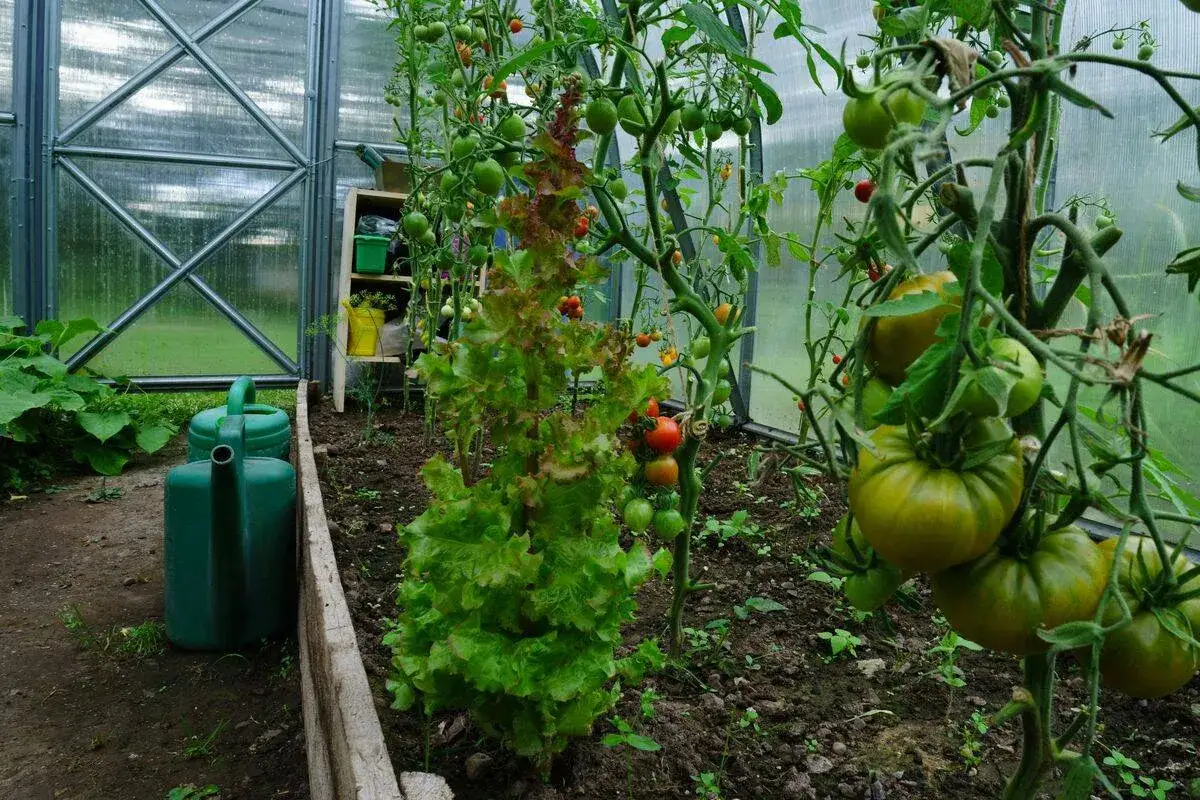 W szklarni rosną sadzonki pomidorów koktajlowych, obok nich sałata i zielone konewki.