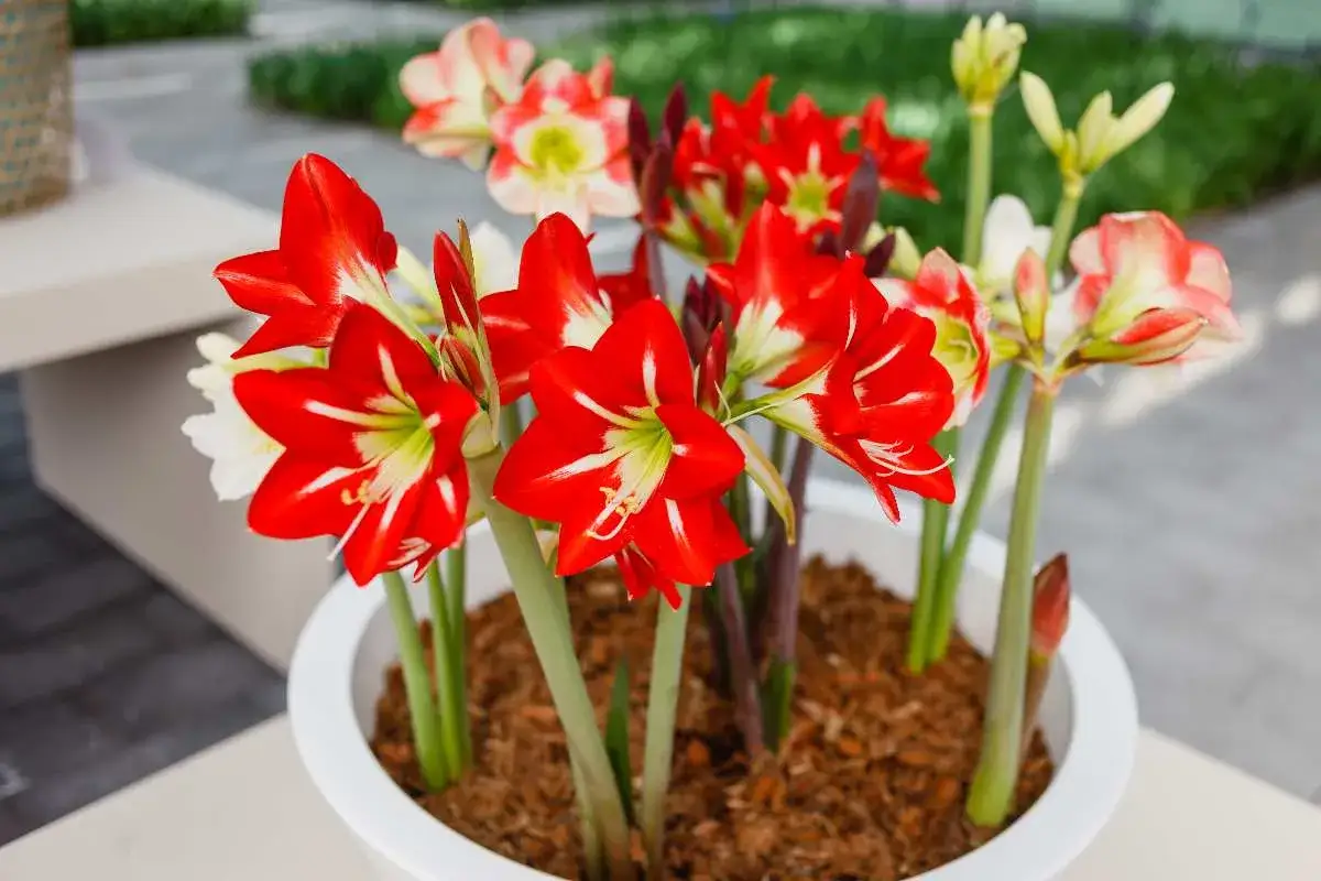 Amaryllis in vaso bianco, con fiori rossi e bianchi. La cura di queste piante è semplice, richiedono luce e poca acqua.