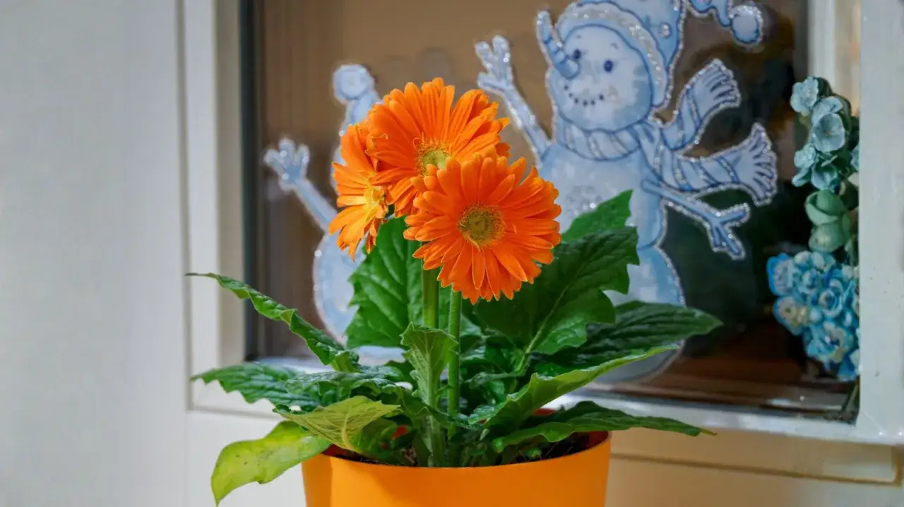 Pomarańczowa gerbera doniczkowa kwitnie obok zimowych dekoracji okiennych ze śnieżynkami.