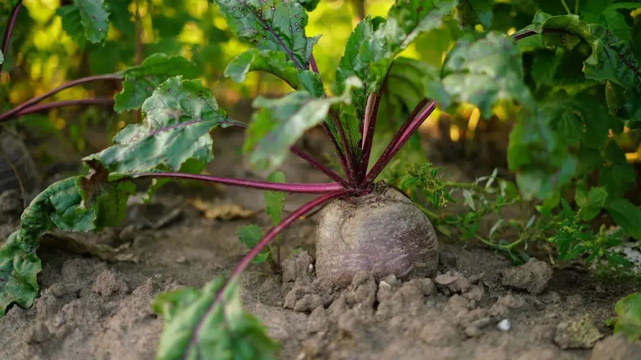 Une betterave rouge, prête à être récoltée, émerge de la terre. Ses feuilles vertes et ses tiges pourpres annoncent le moment idéal quand ramasser les betteraves.