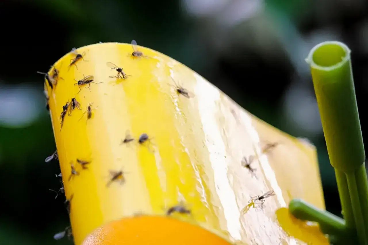 Sm&aring; flugor inomhus, inte bananflugor, har fastnat p&aring; en gul klisterremsa.