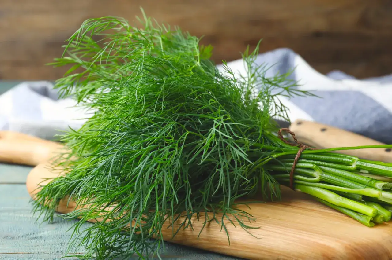 Pęczek świeżego kopru, czyli fenkuł, gotowy do dodania aromatu do potraw.