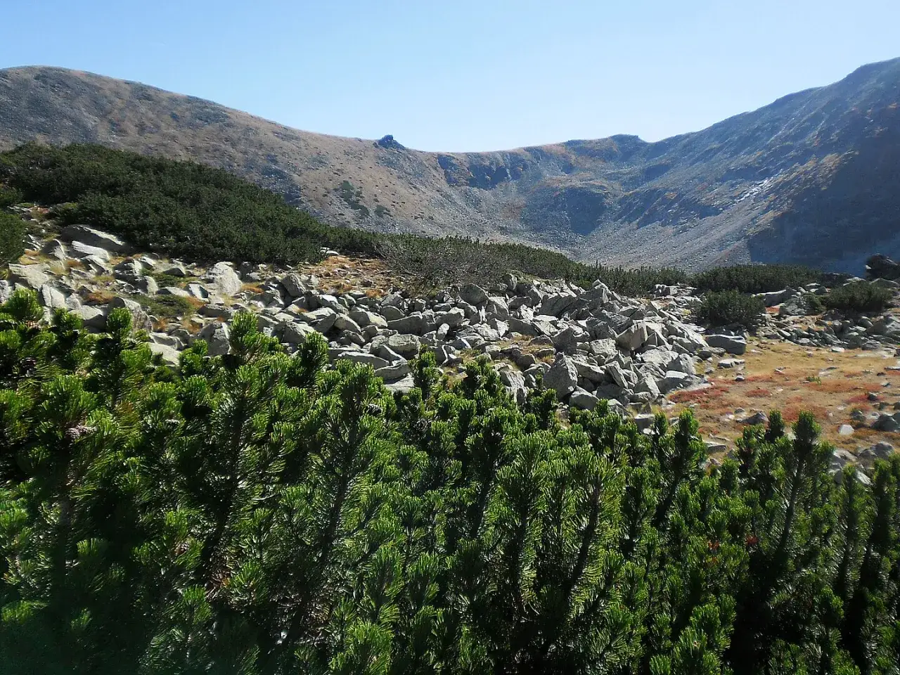 Gęsta kosodrzewina tatry na pierwszym planie, za nią skaliste zbocze i góry.