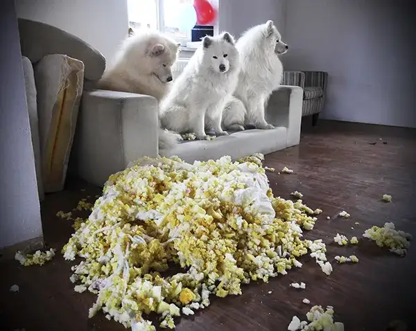 Samoyed w domu czystość sierść