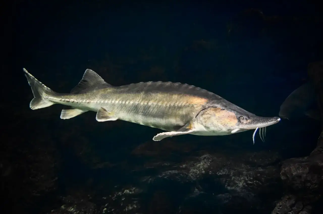 Ein Fisch mit langer Nase und Barteln schwimmt im Dunkeln.