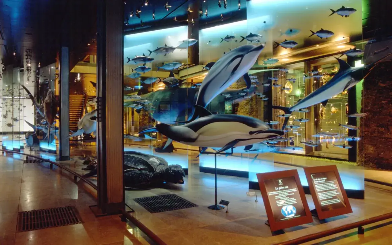 Musée d'histoire naturelle Paris : tarifs pour découvrir dauphins, poissons et tortues dans des aquariums lumineux.