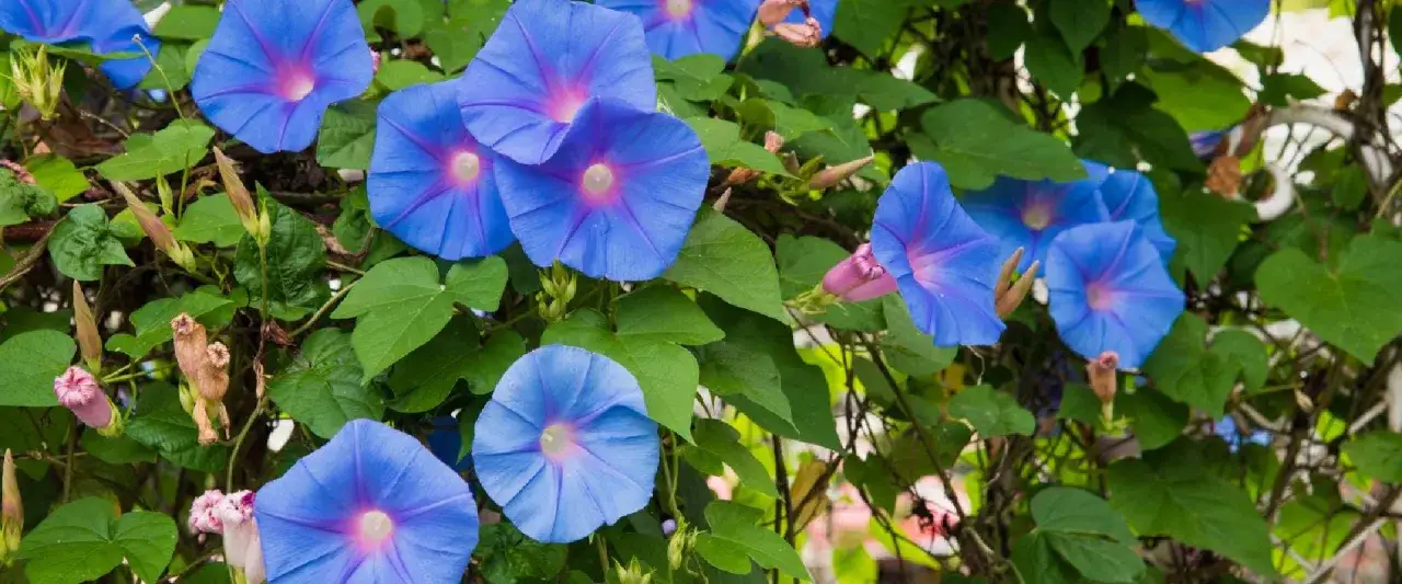 Vibrant blue morning glories bloom, their trumpet shapes unfurling. While beautiful, are morning glories poisonous? The seeds can be, but the flowers themselves are generally safe.
