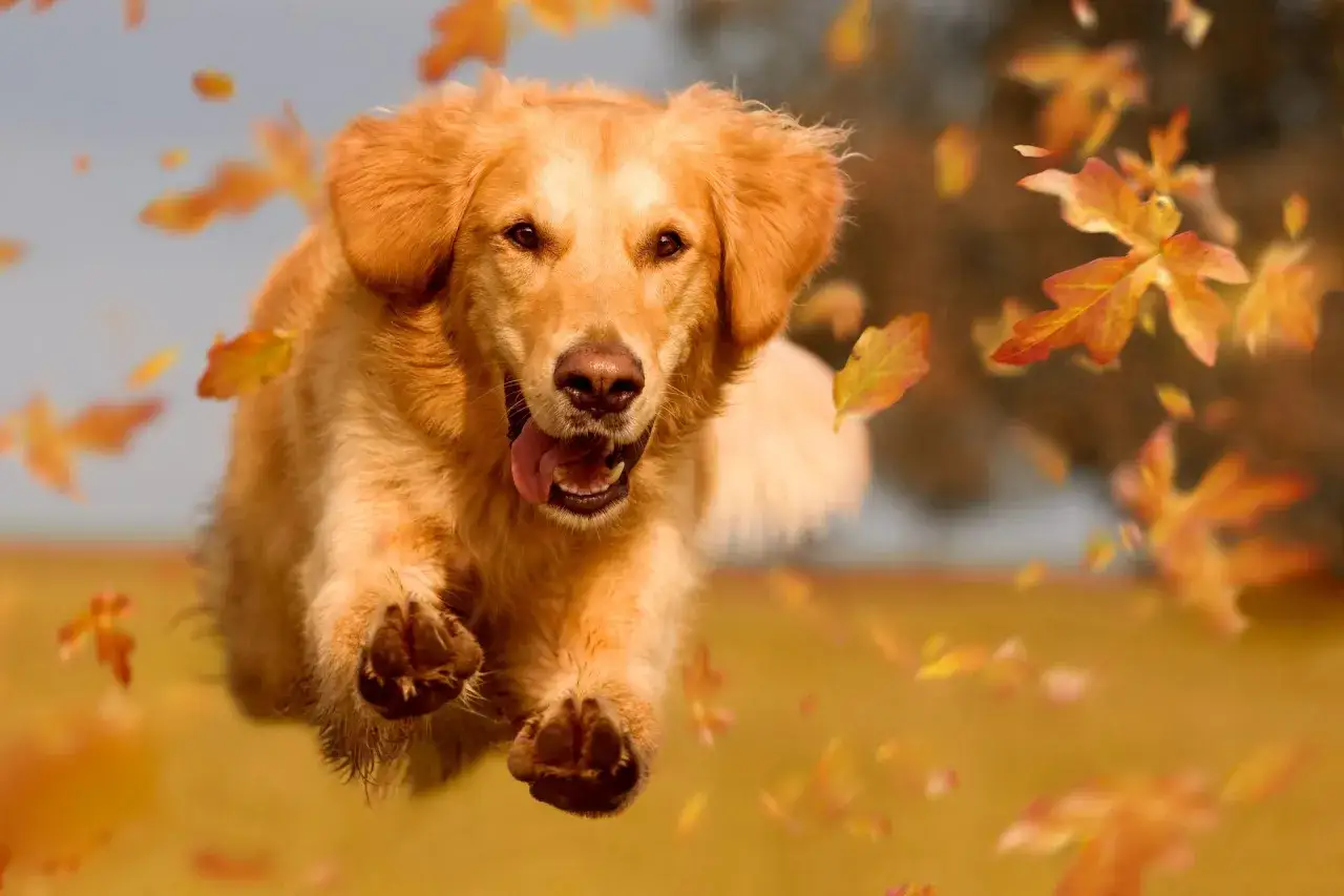 Radosny golden retriever w locie, otoczony spadającymi liśćmi. Wyobraź sobie, ile szczeniąt w miocie mogłoby tak biegać!