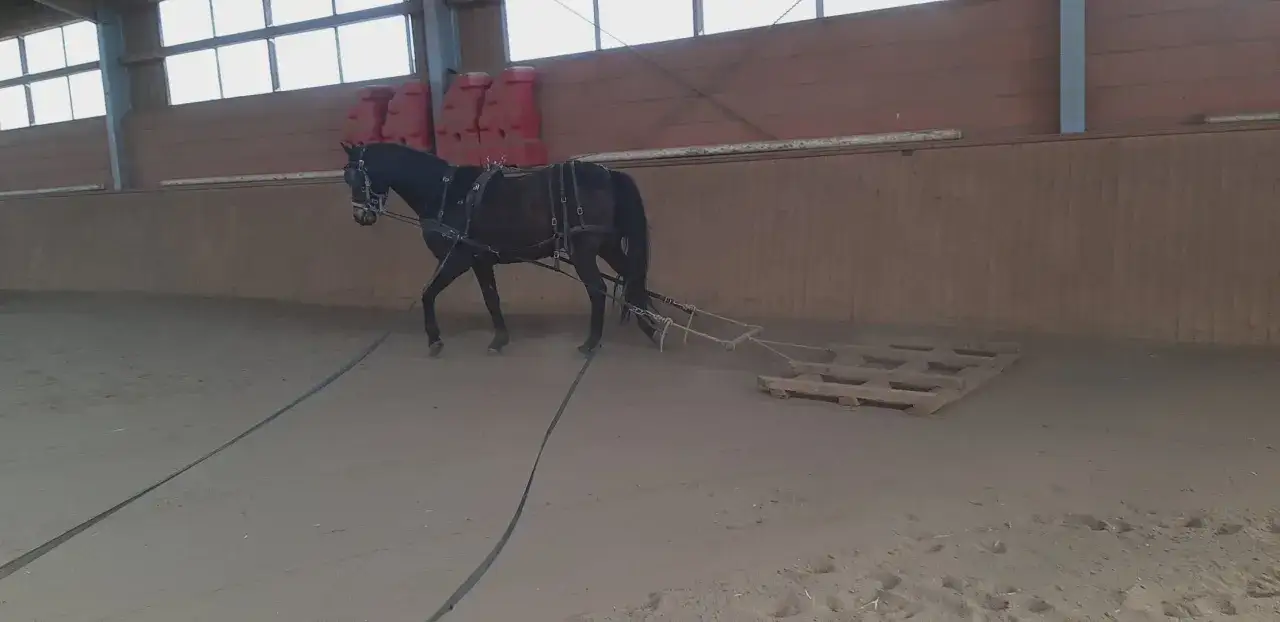 Schwarzes Pferd mit Geschirr zieht eine Holzkonstruktion &uuml;ber den Sandboden in einer Reithalle. Das Pferd einfahren ist eine wichtige &Uuml;bung.
