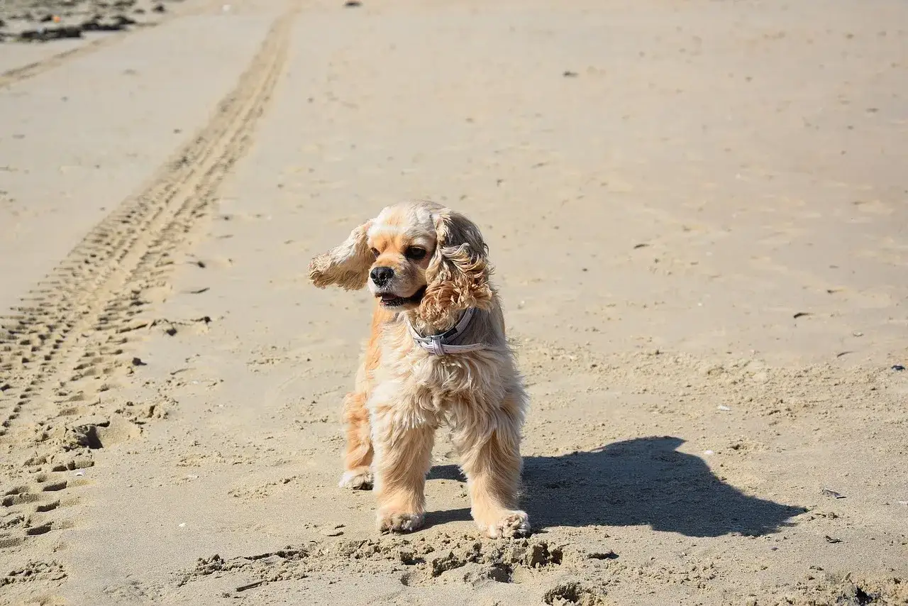 Puszysty cocker spaniel na plaży, z długimi uszami. Zastanawiasz się, ile waży cocker spaniel? Ten piesek wygląda na zdrowego i pełnego energii.