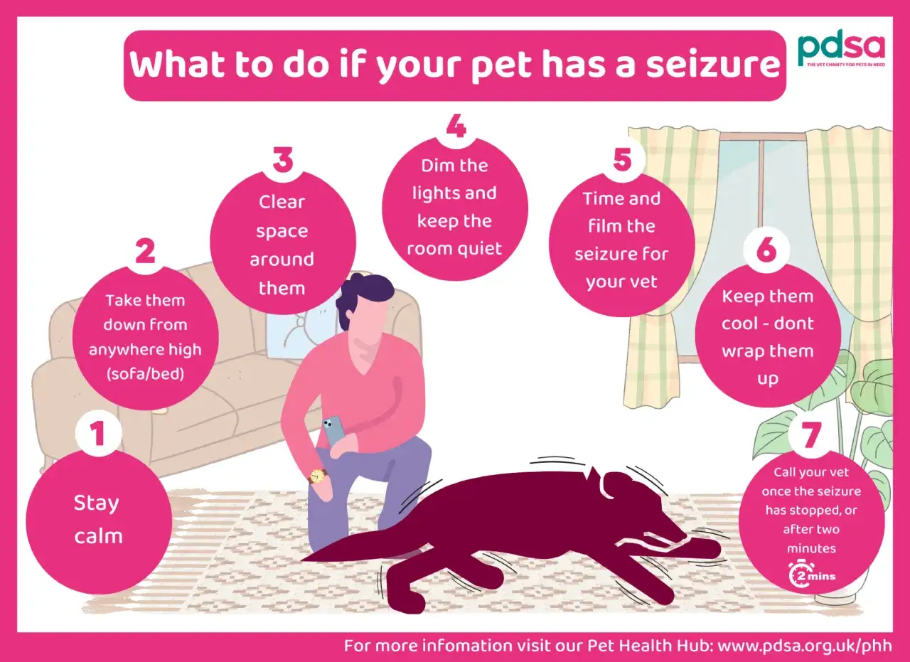 Guía visual sobre qué hacer ante un ataque epiléptico en perros: mantener la calma, despejar el área, bajarlo de sitios altos, atenuar luces, filmar y llamar al veterinario.