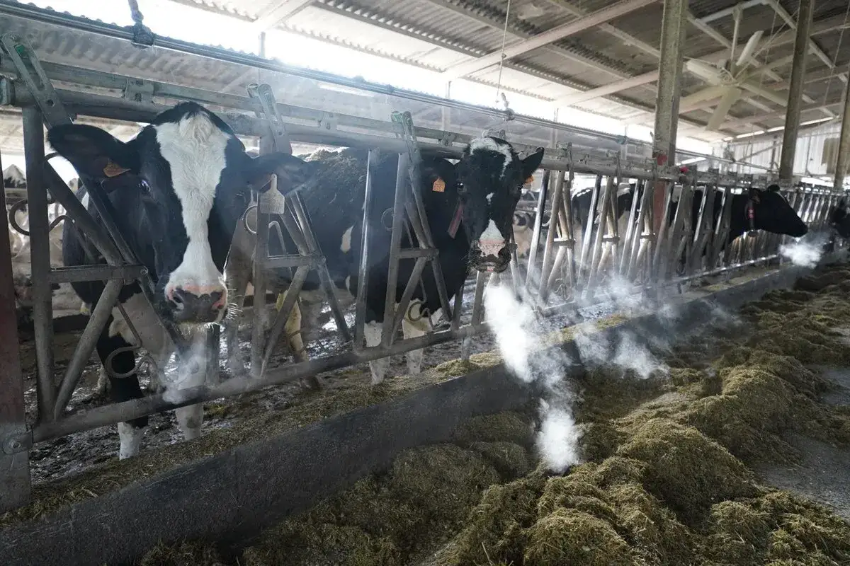 Vacas en un establo, algunas con vapor saliendo de sus hocicos, sugiriendo un posible caso de tuberculosis bovina.