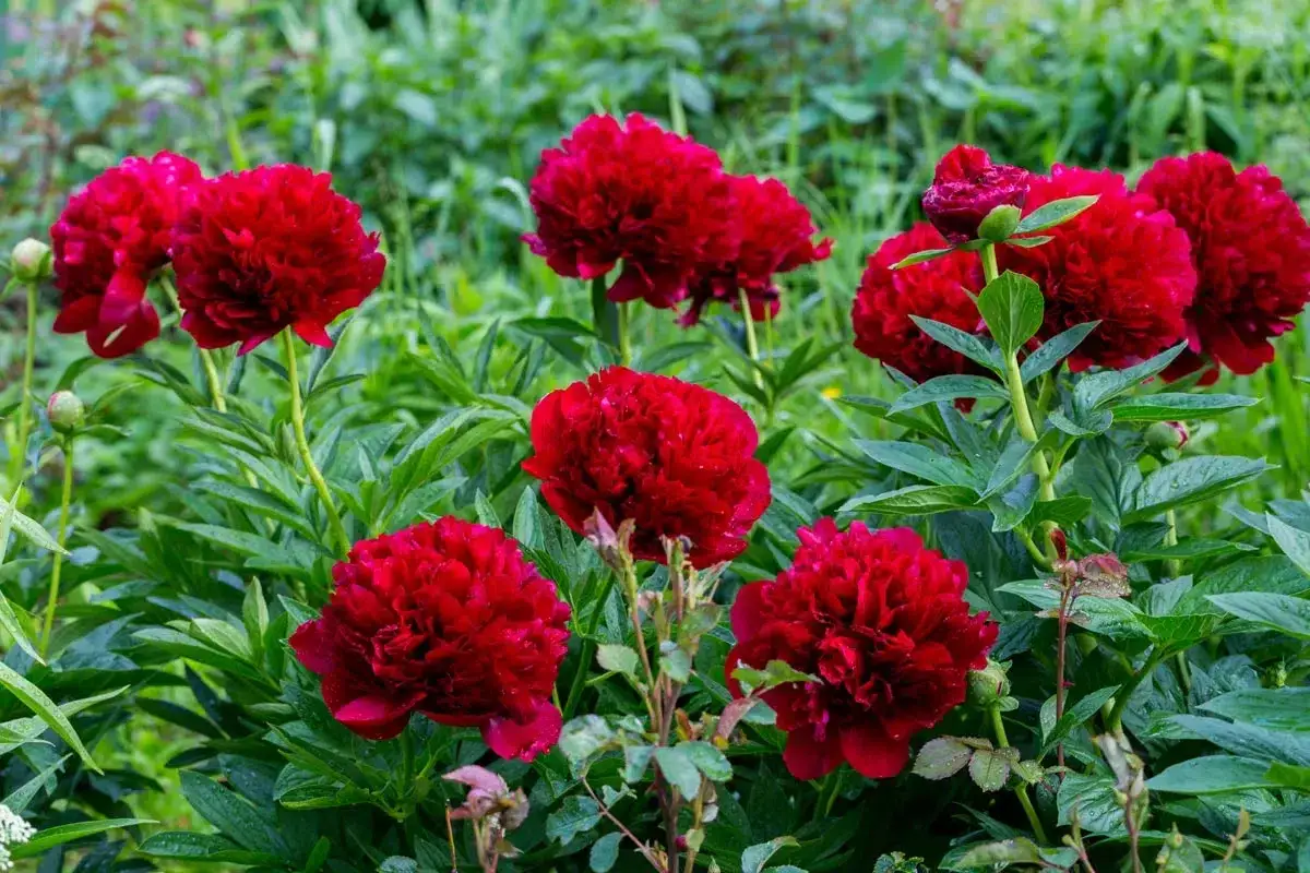 Un magnifique arbuste persistant rouge, aux fleurs de pivoines &eacute;clatantes, se dresse fi&egrave;rement dans un jardin verdoyant.