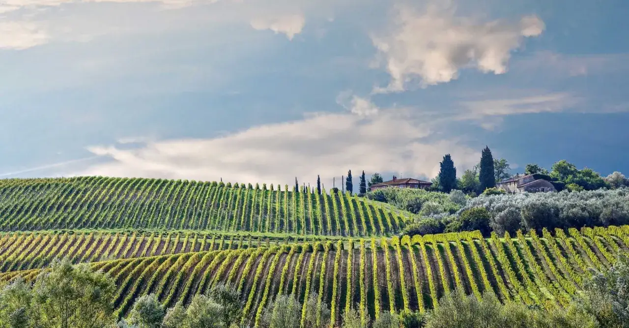 Dolci **colline pisane** con vigneti ordinati e ulivi secolari, sotto un cielo azzurro con nuvole bianche.