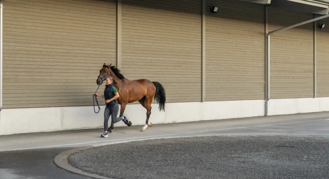 Une femme court avec un magnifique cheval bai. Le cheval semble en pleine forme, prêt pour une course.