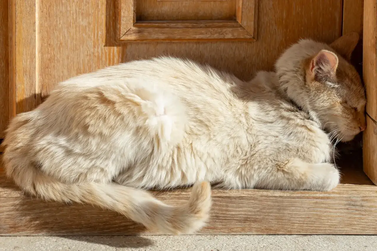 A fluffy cat is sleeping, its head pressing into a wooden doorway for comfort.