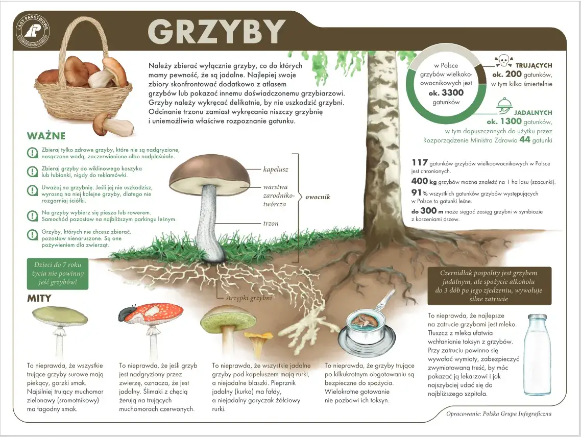 Kalendarz grzybiarza w Polsce gatunki grzybów miesiące