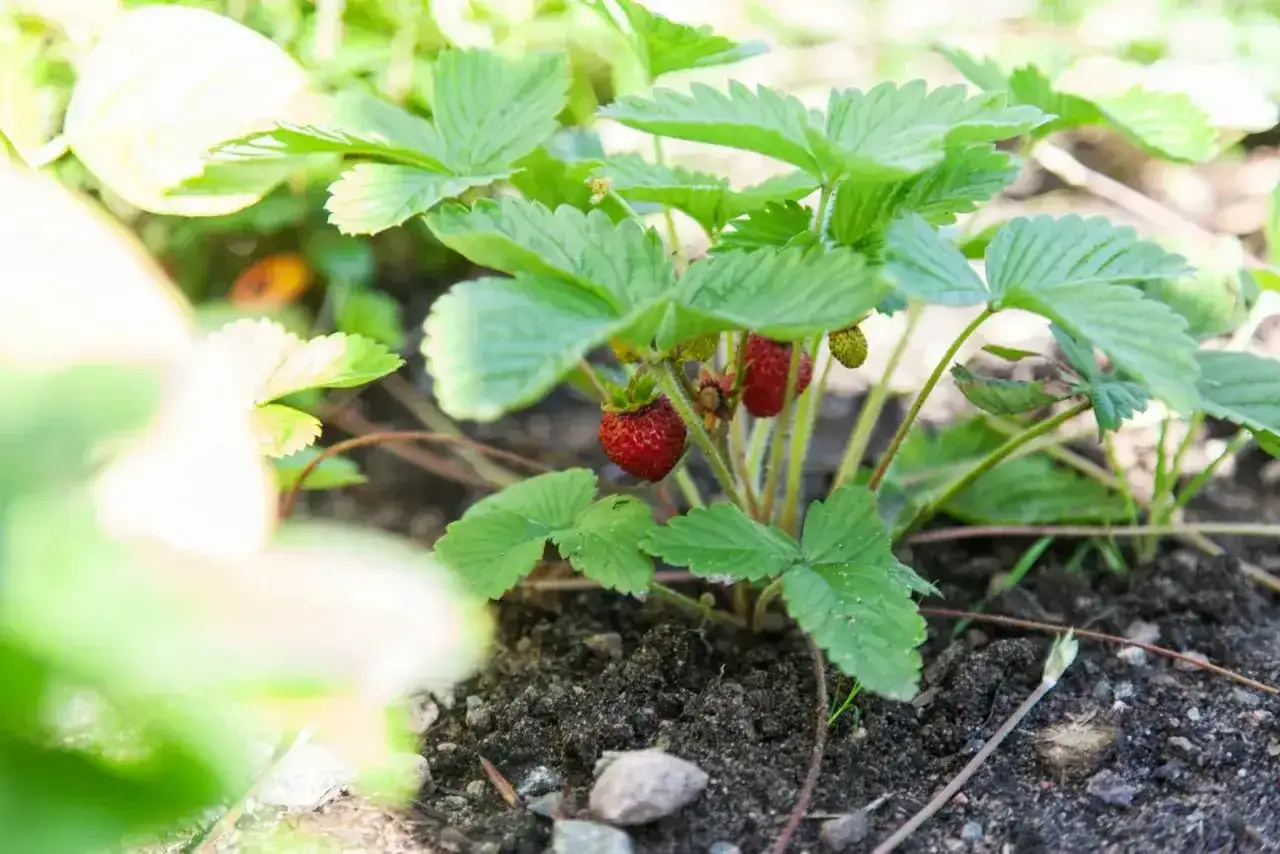 Smultronplantan växer i jorden, med röda bär som snart är redo att plockas. En härlig syn för alla som vill odla smultron.