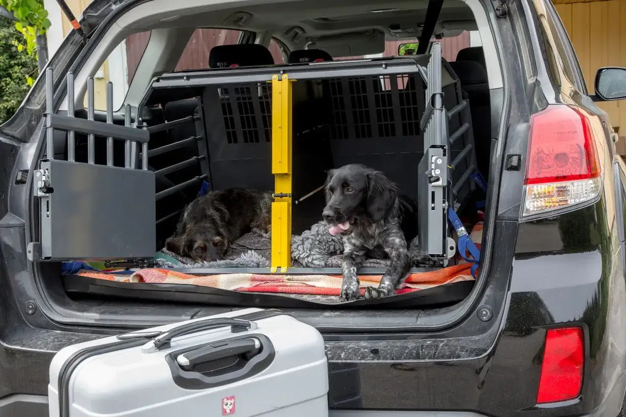 Tv&aring; hundar vilar i en bilbur, redo f&ouml;r en resa. Kanske &auml;r det dags f&ouml;r avmaskning hund norge, eller bara en semester.