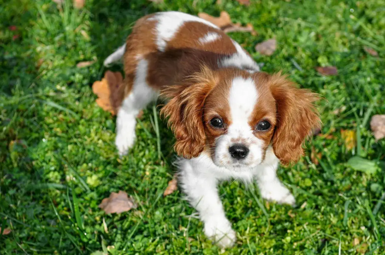 Uroczy piesek Cavalier King Charles Spaniel, idealny pies dla seniora, siedzi na trawie wśród jesiennych liści.