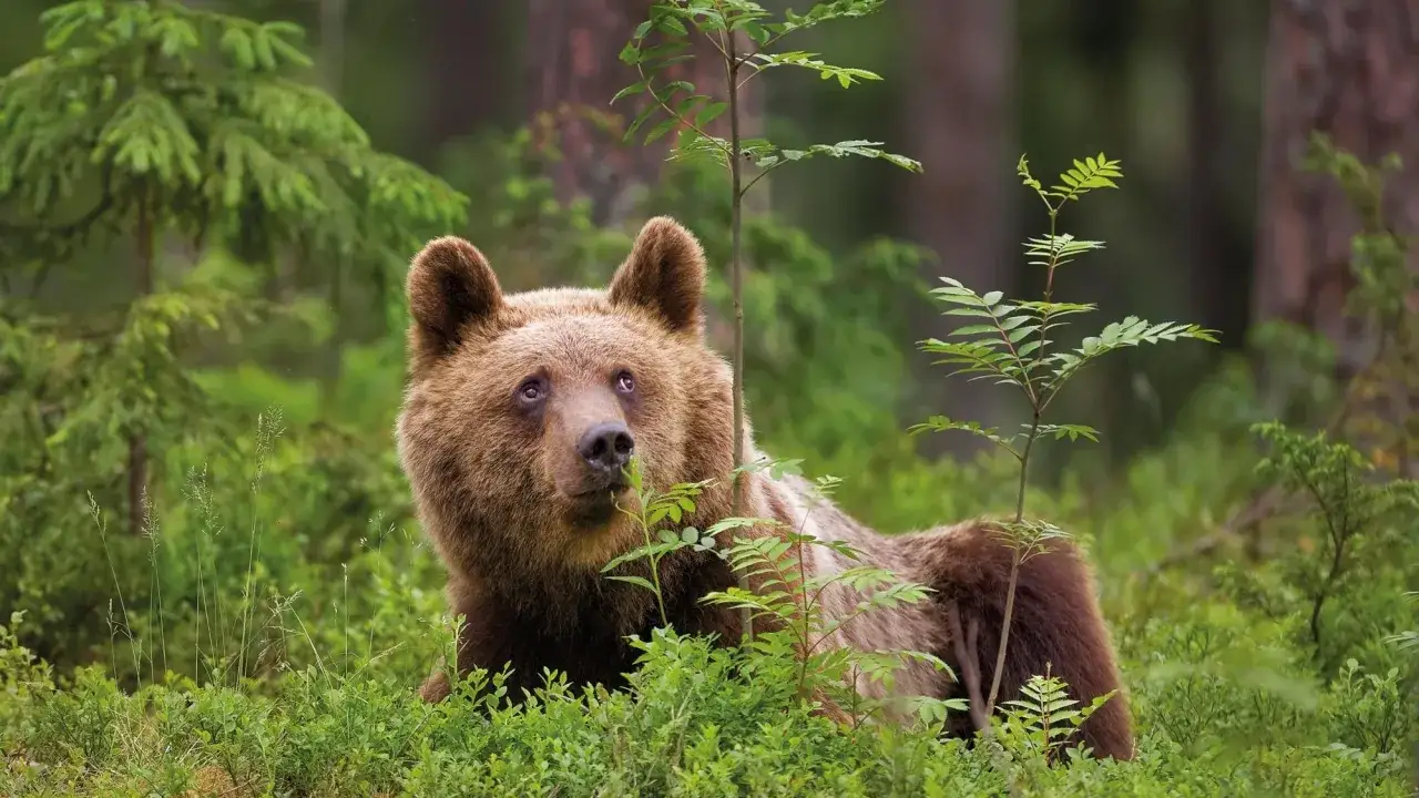Un ours brun se repose dans la verdure des Alpes, entour&eacute; de jeunes arbres et de buissons.