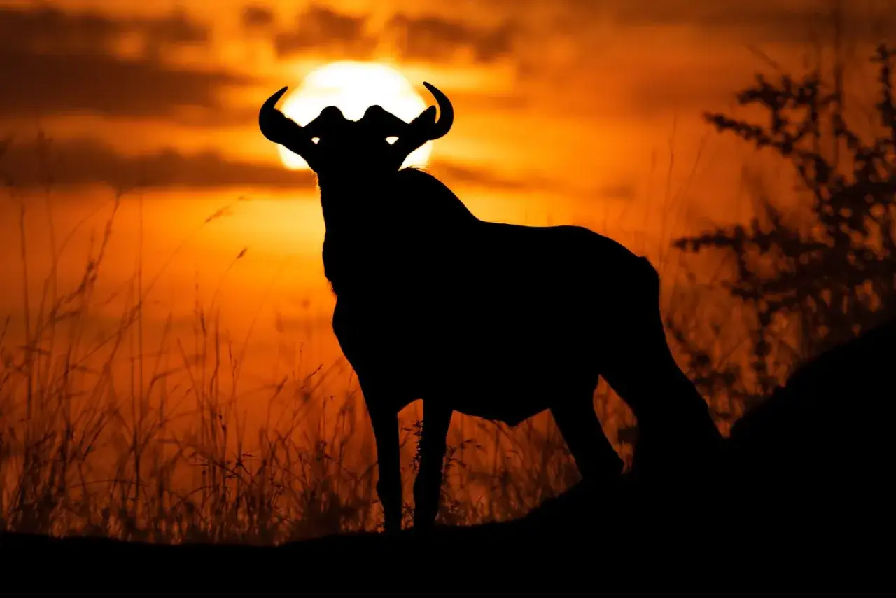 Silhouette di un gnu al tramonto, con corna imponenti e un cielo arancione infuocato.