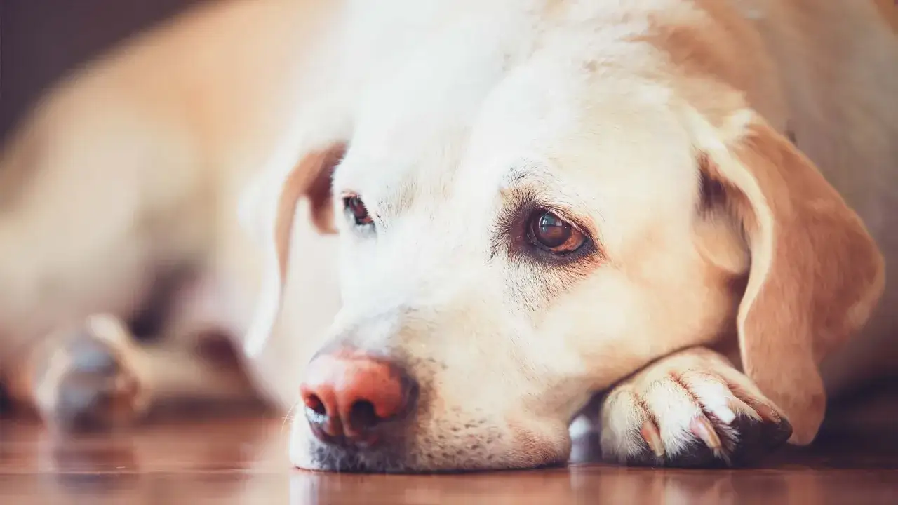 En tr&ouml;tt labrador vilar huvudet p&aring; tassen. Denna leishmania hund ser lite ledsen ut.